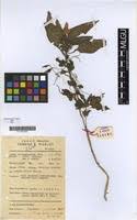 Image result for Impatiens burtonii