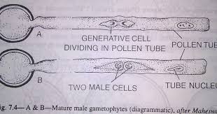Microgametogenesis I E The Development Of Male Gametophyte Microspore I E Pollen Grain Is The First Cell Of The Male Gameto Biology Drawing Development Male