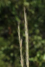 Image result for Aristida congesta