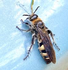 Image result for Diclis