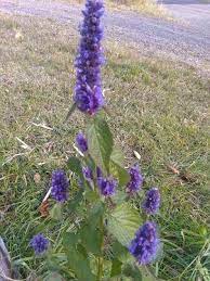 Full sun to partial shade. Dark Purple Anise Hyssop Minnesota Naturalized Experimental Farm Network Seed Store