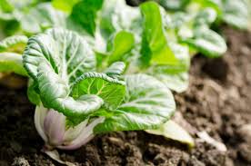 We did not find results for: Managing Bok Choy Problems Learn About Bok Choy Pests And Other Issues