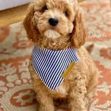 Ruby is a sweet orange f2 goldendoodle puppy. Doodle Bliss Exceptionally Bred Goldendoodles In Gilbert Az