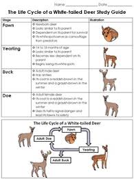 White Tailed Deer Life Cycle Study Guide Outline King