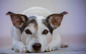 Wann verliert mein welpe seine milchzähne? Zahnwechsel Beim Hund Welpen