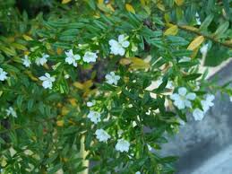 Cuphea Hyssopifolia Mexican Heather False Heather Flower Beds Flowers Plants