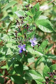 Image result for Rotheca myricoides