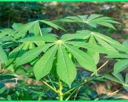 When designing a new logo you can be inspired by the visual logos found here. Manfaat Daun Singkong Jepang Manfaat Daun Singkong Untuk Ibu Hamil Manfaat Daun Singkong Arab Manfaat Daun Singkong Untuk Kesehatan Tanaman Daun Kesehatan