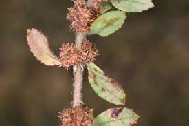 Image result for Bergia capensis