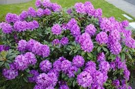 Rozanecznik Anah Kruschke Rhododendron In 2020 Evergreen Shrubs Rhododendron Shrubs