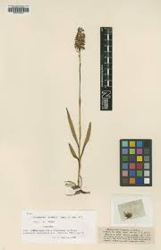 Image result for Centrostigma