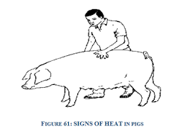It's different if they're adopted or living on a farm. Heat Oestrus In The Sow Vikaspedia