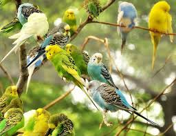 Parakeet Tree Budgies Bird Beautiful Birds Budgies