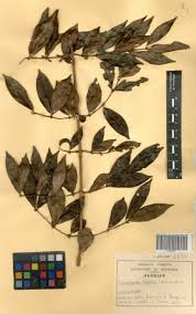 Image result for Cremaspora triflora