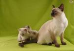 Great Pine Farm - Siamese Kittens, Burmese Kittens