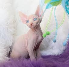 The sphynx is intelligent some cats are territorial and aggressive, but the sphynx is not. Sphynx Kittens For Sale Near Me Petfinder