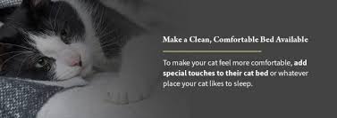 Unfortunately, aggression is not uncommon in felines; Is My Cat Dying Learn The Signs How To Comfort Say Goodbye