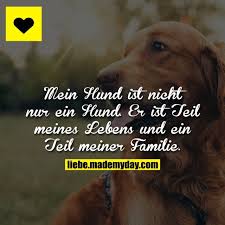 Mein Hund Ist Nicht Nur Ein Hund Er Ist Teil Meines Lebens Und Ein Teil Meiner Familie Spruche Tiere Hundespruche Hund Zitat