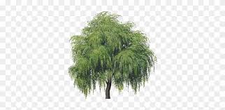 Over 3,110 willow tree pictures to choose from, with no signup needed. Tree Transparent Background Willow Tree Clipart Free Transparent Png Clipart Images Download