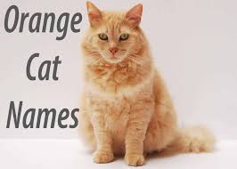 Sure, your feline friend will have many nicknames like pusspuss, meowface, purriega, kittycat, kitcat, furface, i could go on and on. Popular Cat Names Male 100 Boy Cat Names You Ll Love Reader S Digest Cat Names For Siamese Cats Popular Male And Female Cat Names