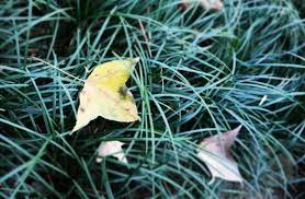 4 港大蒙國平花園港大蒙國平花園香港大學蒙國平花園位於港大本部及圖書館 附近 面積細小 但花園內有數棵楓香十分高大 它們加起來樹頂葉子差不多覆蓋了半個公園 冬天葉子變色 變身成小小的美麗紅花園 是香港賞紅葉的熱點之一 地址 香港大學本部附近