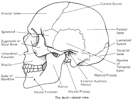 human anatomy 220 suskovic flashcards exam 1 studyblue coloring book bones skull printable math dot flash cards