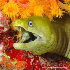Panamic Green Moray In The Sea Of Cortez Big Fish Expeditions Sea Animals Ocean Creatures Sea Creatures