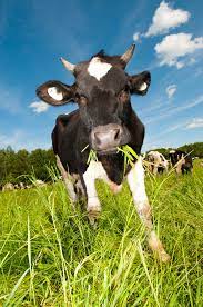 Cows Eating Grass In A Leisurely 50885 Animal Collection Animal Cow Animals Cute Animals