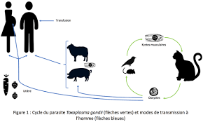 Toxoplasmose Doctoranytime Blog