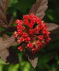 Check spelling or type a new query. Diabolo Ninebark Tree Form Standard Bower Branch