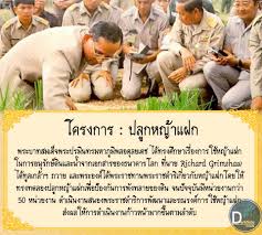 การที่หญ้าแฝกได้รับการนำมาใช้ปลูกในการอนุรักษ์ดิน และน้ำ เนื่องมาจากมีลักษณะเด่นหลายประการ คือ มีการแตก. Facebook