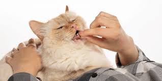 You simply put the pills inside the cap, close it, and then you either hide in the food or give it by hand. Giving Your Cat A Pill Make Sure To Chase It