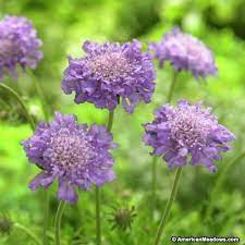 Butterfly Blue Scabiosa Scabiosa Columbaria Flower Garden Plans Small Space Gardening