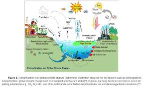 Eutrophication A Global Aquatic Environmental Problem A