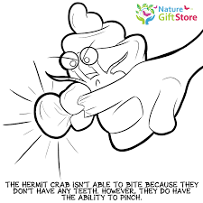8 ocean pictures to color. Hermit Crabs Coloring Page 15 Nature Gift Store