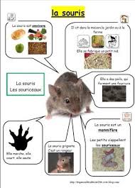 La Souris Documentaire Animaux Chat Et Souris Imagier Animaux