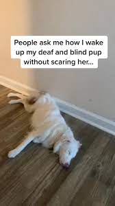 Aiden Mann Aiden_m365 Has Created A Short Video On Tiktok With Music Surrender Yes I Know I Have A Hole In My Shirt Lol Plum De Dogs Deaf Dog Blind Dog