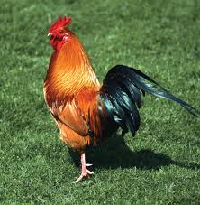 The rhode island red was accepted by the american poultry association in the early 1900s. Rhode Island Red Breed Of Chicken Britannica