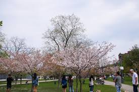 The history of trinity bellwoods park. Where To Find Cherry Blossoms In Toronto