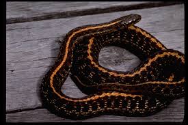 In the united states it is found in oregon, washington, and california; Thamnophis Ordinoides The Reptile Database