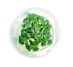 Image result for Hydrocotyle sibthorpioides