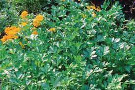 Herbs That Grow In Shade Parsley Herbs Parsley Plant Growing Parsley