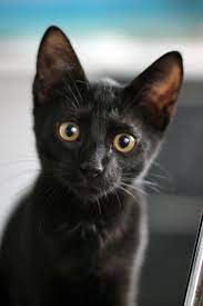 Today Is Friday The 13th Black Cats Are Often Associated With This Day But As The Huffington Post Points Out They Really Don T Gatos Gatos Bonitos Mascotas