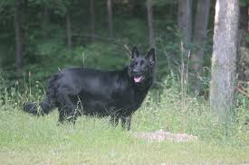 Maybe you would like to learn more about one of these? Black German Shepherd Browning Haus German Shepherds