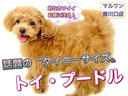 トイプードル 】生後4ヶ月半で体重1.2kgのタイニー系！童顔で成長中！ | マルワンBLOG | ペットショップ マルワン 小さめ子犬 美形な子猫  初心者安心のサポート