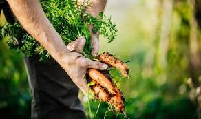 Unfortunately, you can't pick and choose because heat will destroy both the good enzymes and the bad enzymes. When To Pick Carrots How To Know When Your Carrots Are Ready For Harvesting Express Co Uk