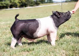 Berkshires chesters durocs hampshires herefords landrace. Boars Southern Gold Sires
