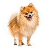 Pomeranian Feeding Guide | Dog Feeding Guide | ProDog Raw