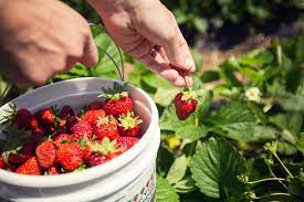 How to pick strawberries from your garden. When To Harvest Strawberries
