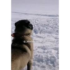 58 Begenme 0 Yorum Instagram Da Anadolu Aslanlari Anadolu Aslanlari Sizce Neye Salmislardir Aslan Parcalarini Tuyunce Omru Olsun Aslanl In 2020 Dogs Animals